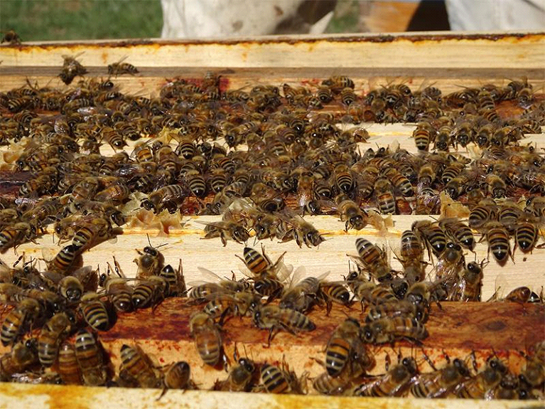 Abeilles ouvrières