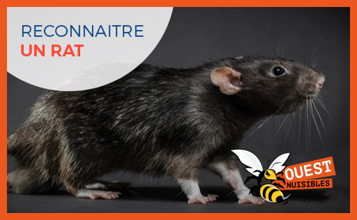 Comment reconnaître un rat