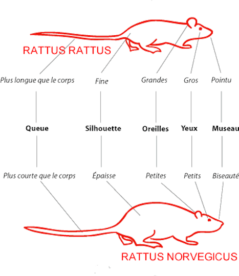 Illustration des différences entre deux espèces de rats : rattus rattus et rattus norvegicus