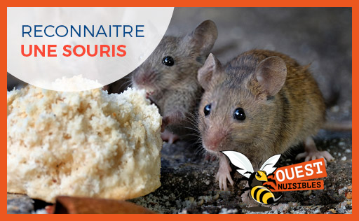 Comment reconnaître une souris