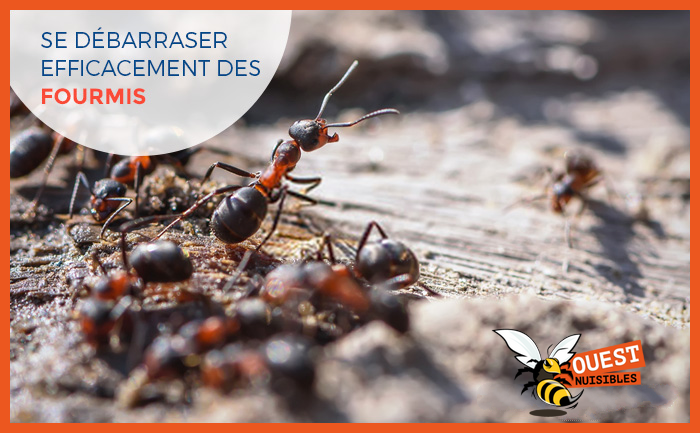 Se débarrasser efficacement des fourmis