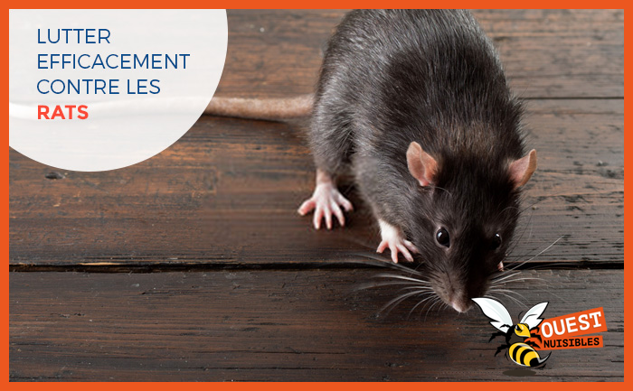 Lutter efficacement contre les rats