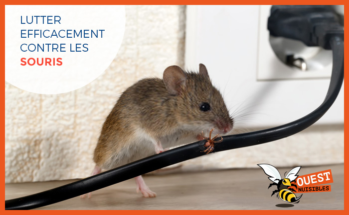 Lutter efficacement contre les souris