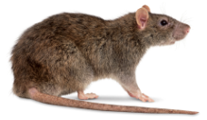 rat