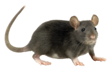 rat